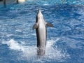 Sea-World